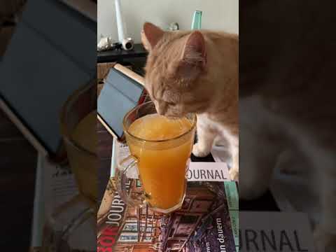 CAT drinks Orange juice