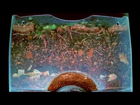 "Around the Worm Bin in 80 Days" FULL time-lapse - Vermicomposting with Red Wigglers & Layered Food