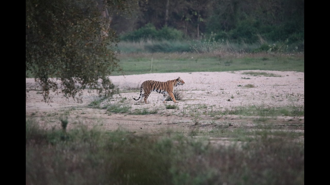 Conservation Beyond Protected Areas: The Balaghat Story | Nature Speaks | Ep. 12