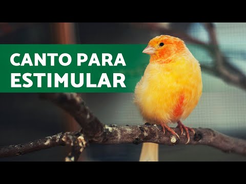 Canto ESTIMULADOR para CANARIOS 🦜🏆 (30 minutos)