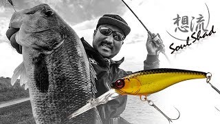 晩秋の遠賀川を秦拓馬がソウルシャッドで攻略