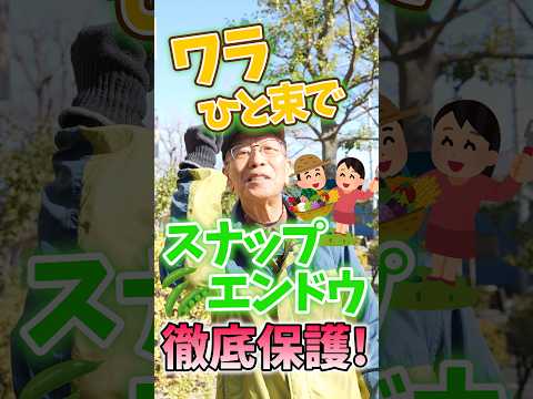 2月の屋外播種：この冬は何を植えますか？苗を霜から守るにはどうすればよいですか？  庭園