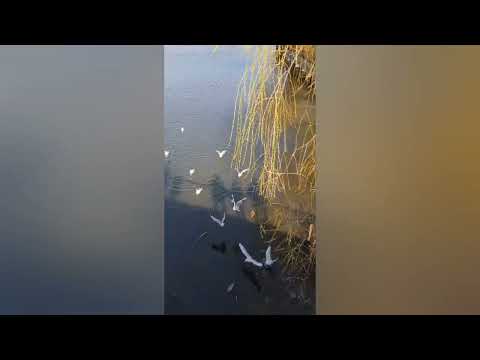 Dj Cipriano - Soartă , soartă amară