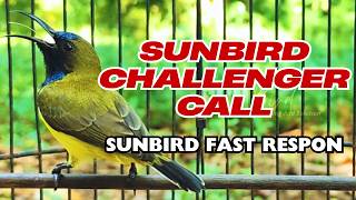 Download lagu OLIVE BACKED SUNBIRD GACOR SHARP   SOGON GACOR TAJAM! mp3