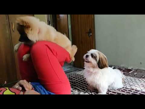 Workout with dogs | Dog playing | Shih Tzu | Toy Pomeranian | Boo Dog