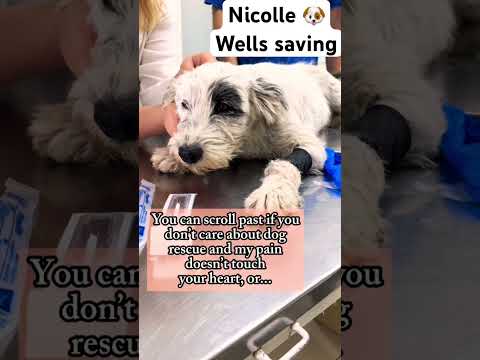 For any help consider donating link in bio to save a stray life in Los Angeles #rescuelife