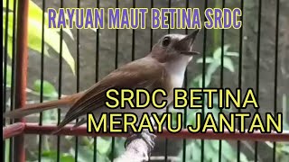Download lagu srdc betina memanggil jantan @DY86506 mp3