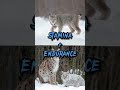 Canadian Lynx VS Eurasian Lynx #shorts #animals #wildlife #lynx