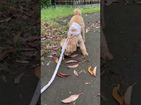 経営学科 泥まみれの草が気になるトイプードル10ヶ月 #toypoodle #puppy #poodle #トイプードル