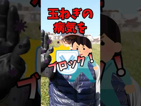 タマネギのウジ虫を取り除く方法は？ヒント、症状、治療法  庭園