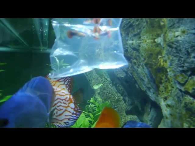 Red Tuxedo Guppies with Discus Fish | Discus Fish UK