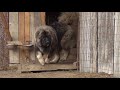 Big Dog Caucasian Ovcharka territorial aggression