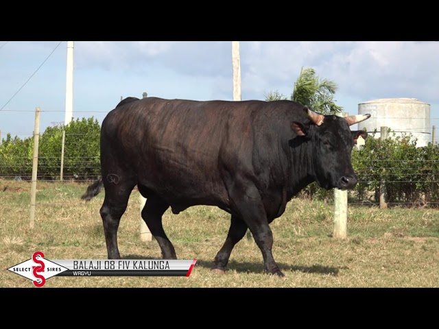 Vídeo BALAJI 08 FIV KALUNGA