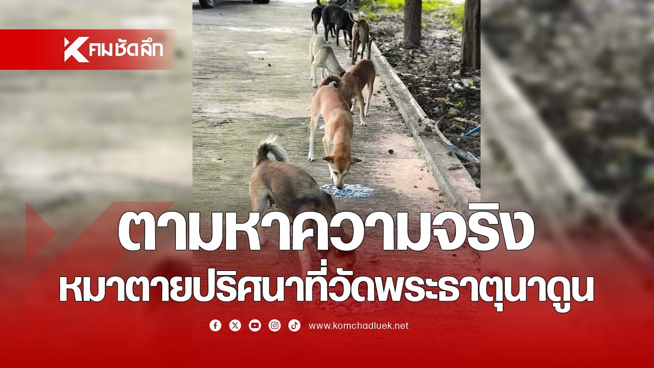 ตามหาความจริง หมาตายปริศนาที่วัดพระธาตุนาดูน