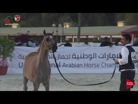 N 66 SQ GHARAM   UAE Nationals 2019