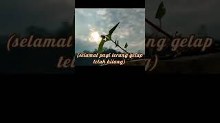 Download lagu srory wa closehead-selamat pagi terang mp3