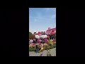 Dubai Miracle Garden
