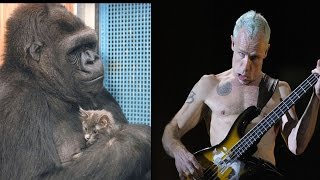 Koko The Gorilla Meets Flea The Musician! | What’s Trending Now