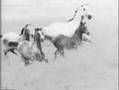 White Horses And Little Brown Ponies