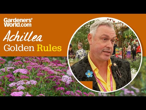 Caring for achillea | Golden Rules