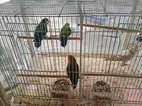 Birds shop in Jurdab Bahrain aac#01