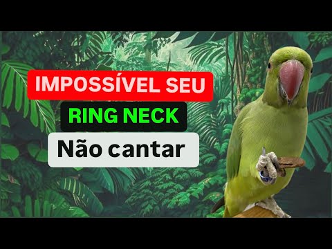 Esses são os melhores cantos para sua Ring neck!