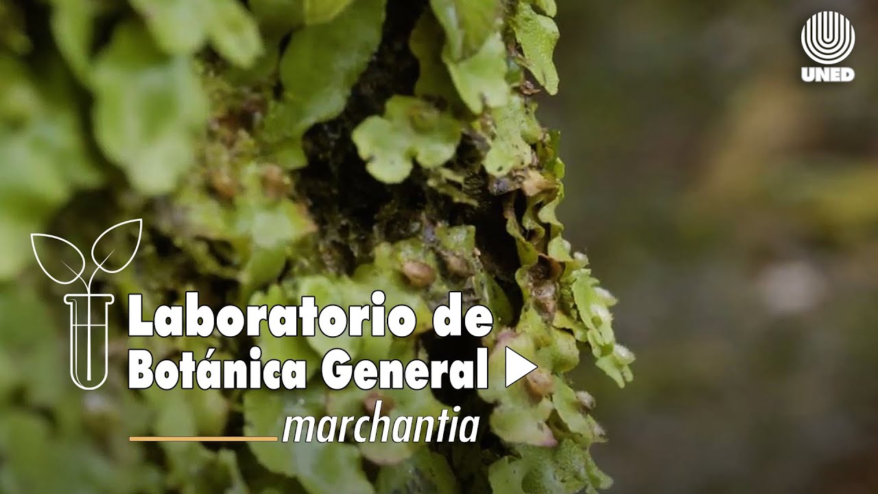 Capítulo 2 - Marchantia Anthoceros y Musgos