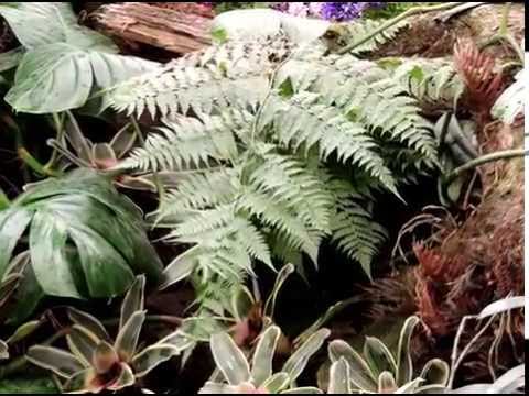 Relaxing and Calming - Nature Photography 6 - Flowers