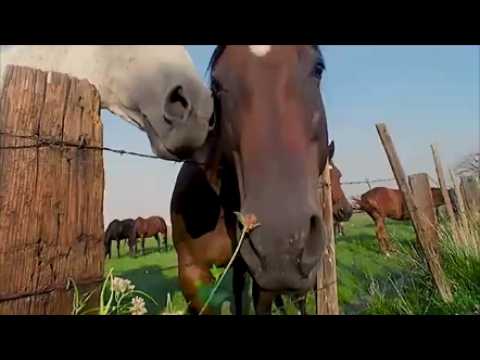 [free] skele, fats'e, midwest emo type beat - icepale (prod. irby)