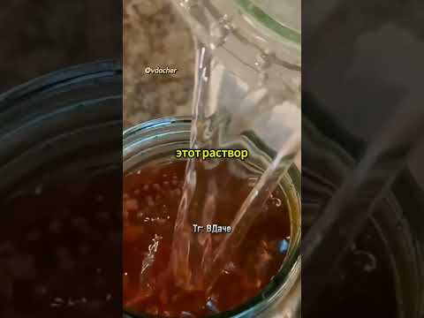 Настойка из луковой шелухи для полива растений ✨ #дача #сад #огород