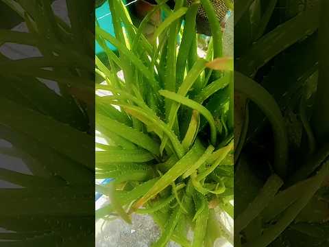 #ghulam Mustafa qadri naat #mustafa Mustafa #new naat #viral #nature #beautiful #allahuakbar