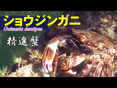海辺のみそ汁に入ることで知られるショウジンガニ