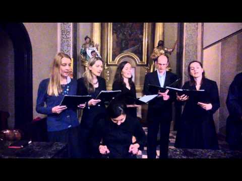 Stella splendens, Llibre vermell de Montserrat