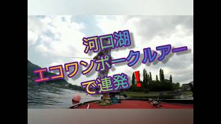 吉田尚晃 撮影　　河口湖バス釣りエコワンストレートポークで1時間の連発劇‼️