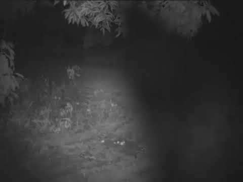 Extraterrestre filmado com camera de trilha em fazenda no Municipio de Dueré Tocantins