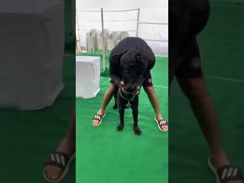 Nagashaurya With his Pet Boo || Hero Nagashaurya || IndustryHit.com