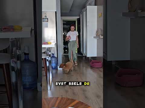 Yavru köpek eğitimi kapı çaldı #shortsvideo #shorts #short #shortvideo #dog #dogs #poodle #reels