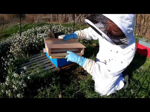 Installation d'une grille à pollen