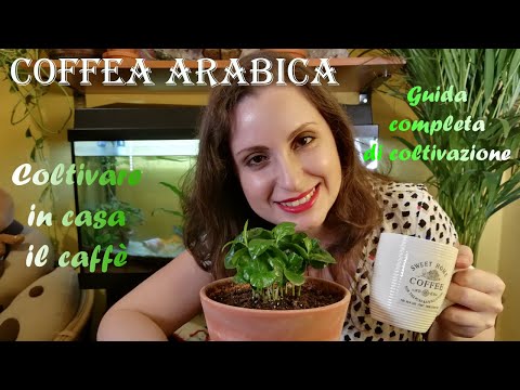 , title : 'Coffea arabica | Pianta del caffé |  Guida completa di coltivazione'