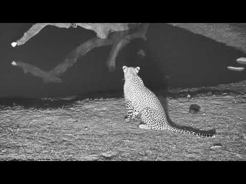 Djuma: Hosana Male Leopard patiently stalks and catches Terrapin in pan - 20:47 - 11/15/18
