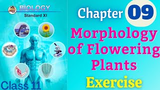 Morphology of Flowering Plants class 11 biology chapter 9 exercise solutions