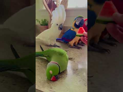 Kitna chalak hota hai is video ko pura jarur dekhen like share jarur Karen #indiantelevision #video