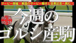 今週のゴールドシップ産駒 (05/30,31)【ダービー開催！異国のダービー騎手と目黒記念へ挑む！／ヴェルミセル,レジェンドシップほか】