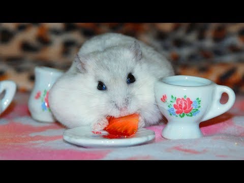 Funny Hamster Becomes Super Fat Because Eating Too Much