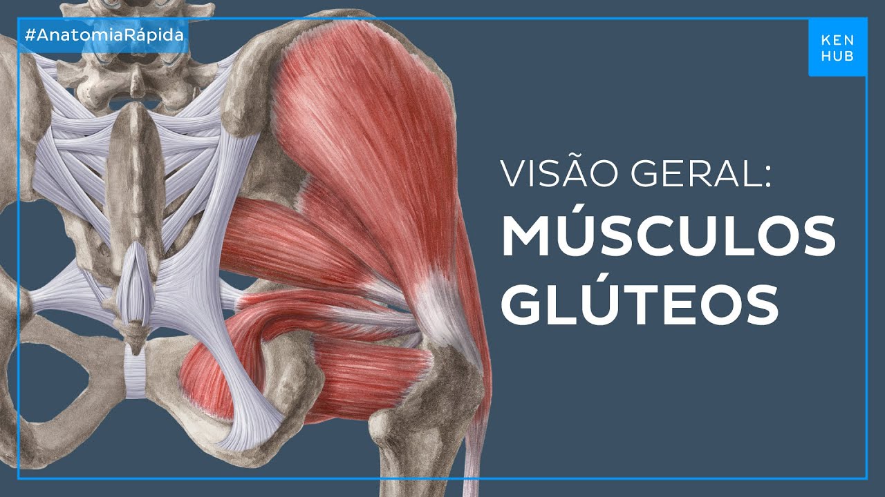 Músculos glúteos: Anatomia e funções - Anatomia Fácil | Kenhub