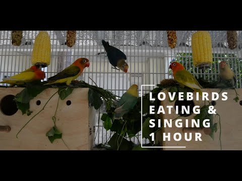 1 Hour Lovebird Sounds: Singing and Chirping เสียงนกเลิฟเบิร์ดร้อง 1ชม ใช้ตามนกหลุดหายหรือฟังเพลินๆ🦜