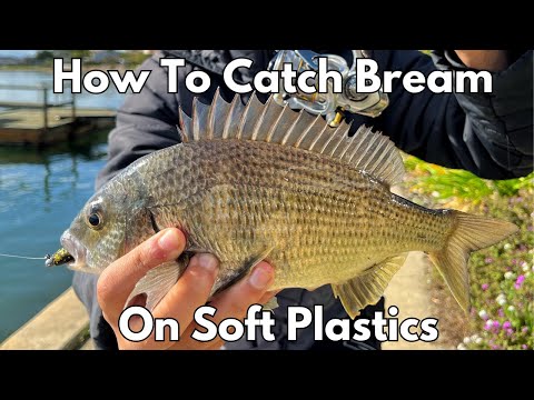 How To Catch Bream On Soft Plastics! (Beginners Guide)