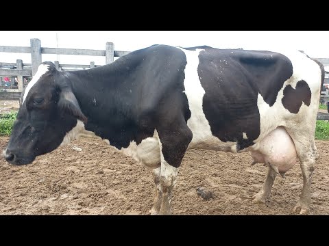 Feira de vaca leiteira em Dois Riachos AL Quarta feira 08/05/2024#nordeste