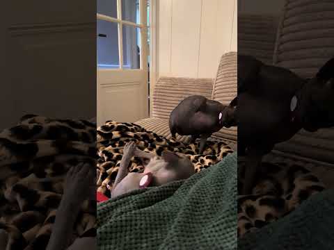Two sphynx cats get into a noisy slap fight