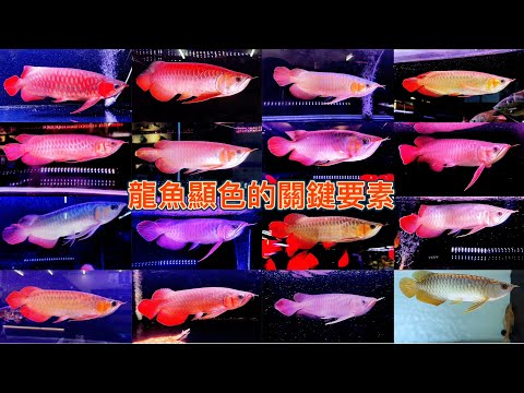 血紅龍幼魚
